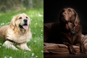 Labrador vs. Golden Retriever: Which Loyal Companion Is Right for You?