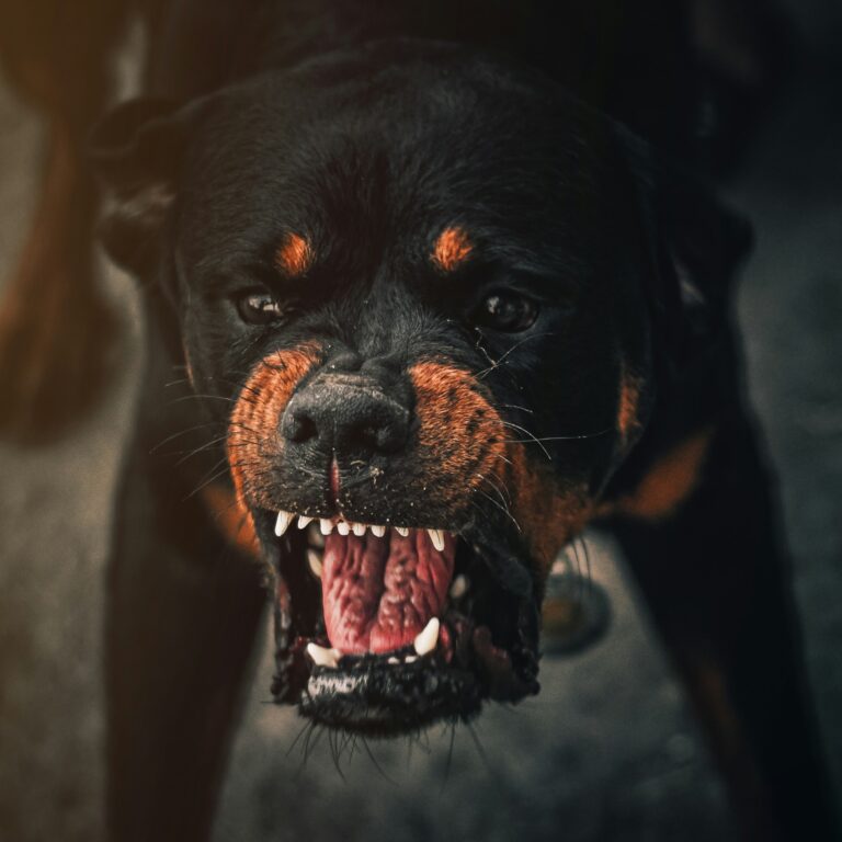 Fixing Common Issues: Barking, Aggression & Chewing