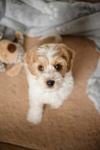 How to Choose a Puppy: Finding the Perfect Match for Your Home and Heart