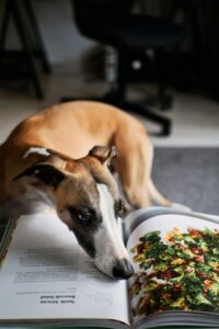 Best Dog Food Options: Dry, Raw & Homemade Diets Explained