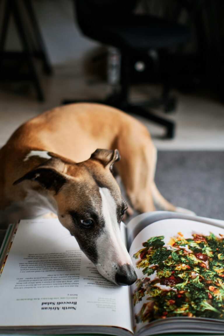 Best Dog Food Options: Dry, Raw & Homemade Diets Explained