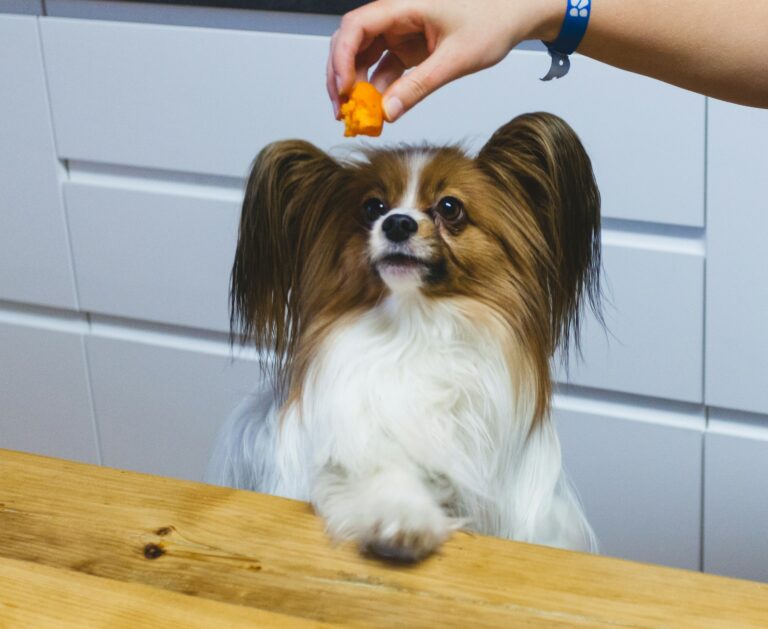 Superfoods for Dogs: Hype vs. Science