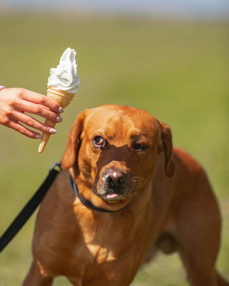 Dangerous Foods to Avoid: Hidden Health Risks in Everyday Meals