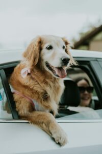 Things to Consider When Traveling with Your Dog