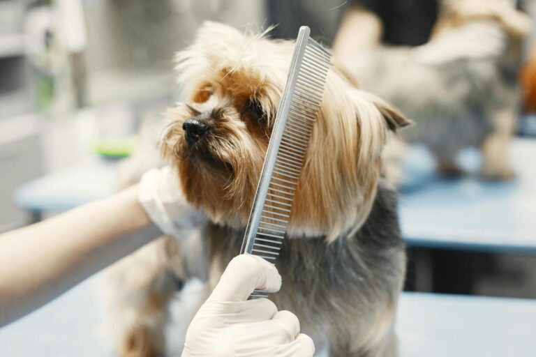 Top 10 Low Maintenance Dog Breeds for People Who Hate Grooming