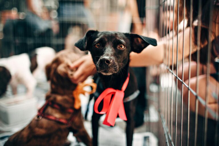 Benefits of Adoption vs. Buying a Dog: Making the Right Choice for You and Your Pet