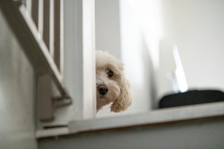 10 Strange Dog Behaviors That Actually Have Logical Explanations