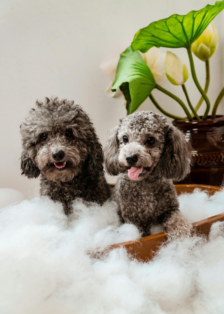 Bathing & Hygiene: Keeping Your Dog Clean, Healthy, and Happy