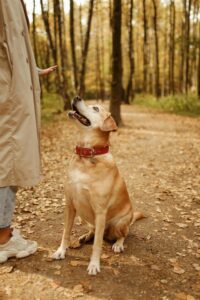Basic Dog Commands: Teaching Sit, Stay & Come the Right Way