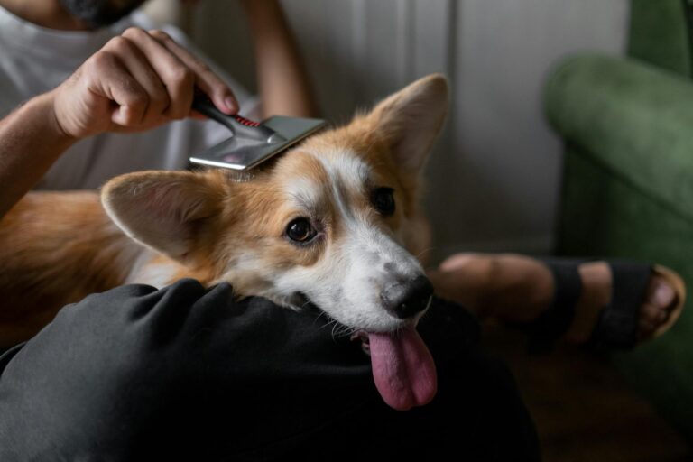 Dog Coat Care & Brushing Tips: Keep Your Pup’s Coat Healthy, Shiny & Tangle-Free