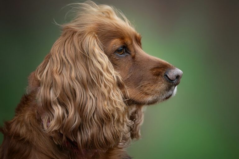 Detailed Profiles on Temperament, Size, Health & Care