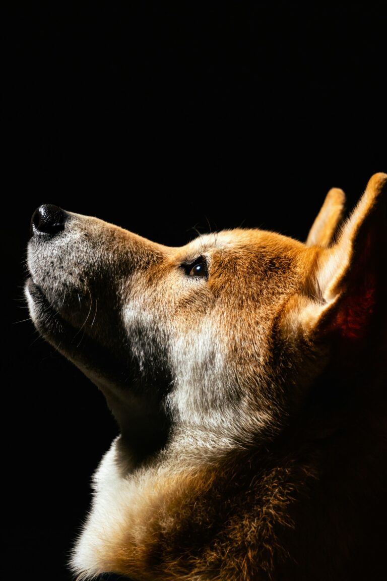 Most Intelligent and Rare Dog Breeds: Exploring the Minds and Mystique of Exceptional Dogs