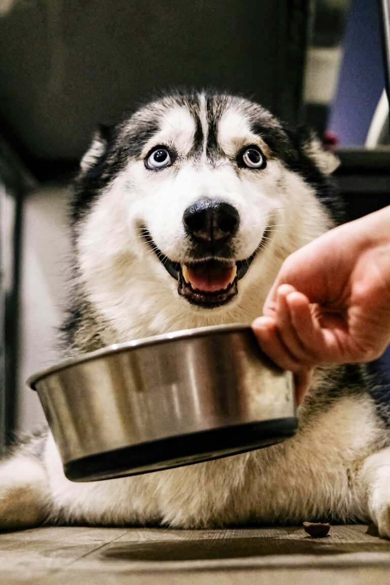 Human Foods Dogs Can and Can’t Eat – The Complete List