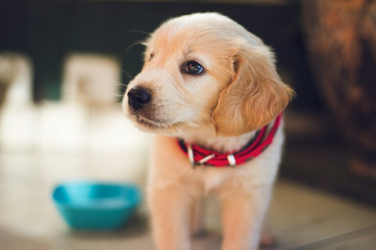 The First 7 Days With a New Puppy — Survival Guide