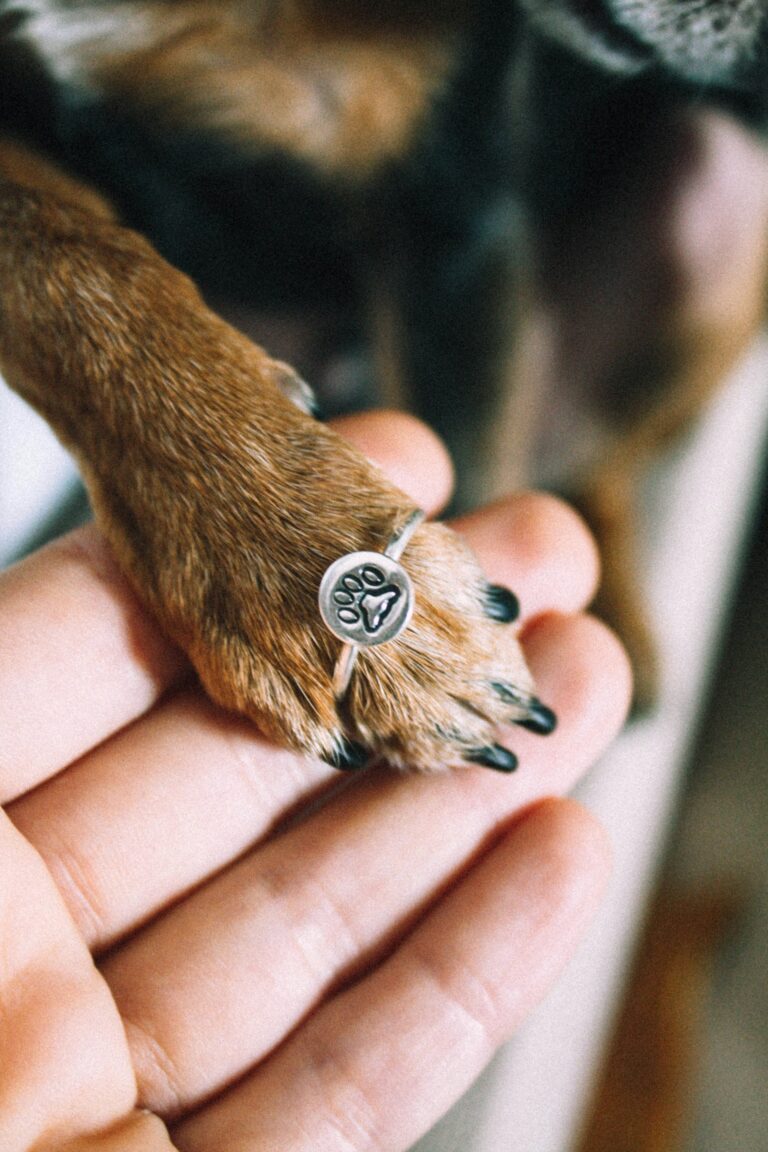 How to Trim Your Dog’s Nails Without Stress or Drama