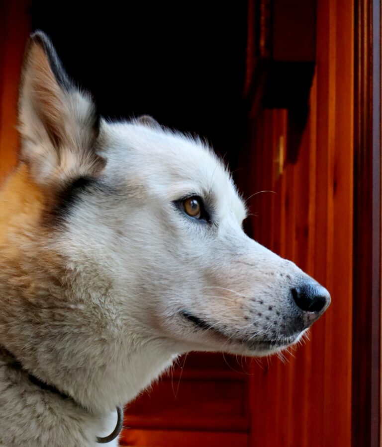 Dog Breeds That Look Like Wolves — But Are Totally Domestic