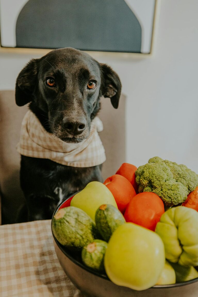 How to Spot Hidden Food Allergies in Dogs