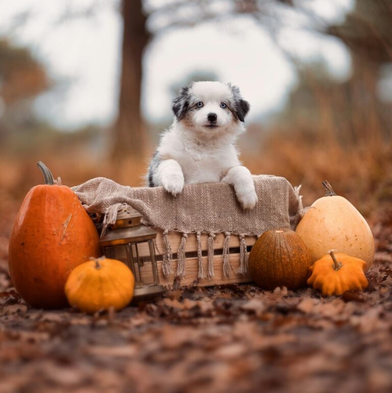 The Ultimate Puppy Schedule for American Households