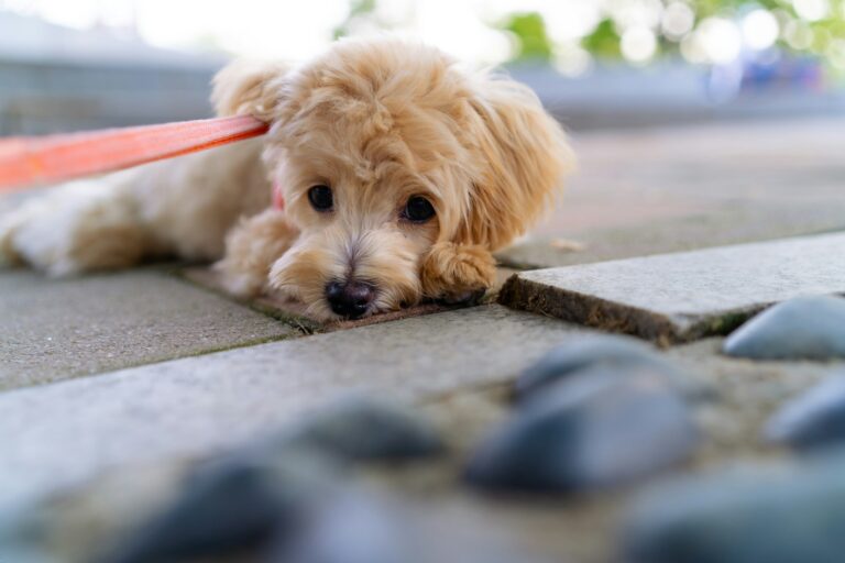 Helping Your Puppy Adjust to Being Away From Its Litter