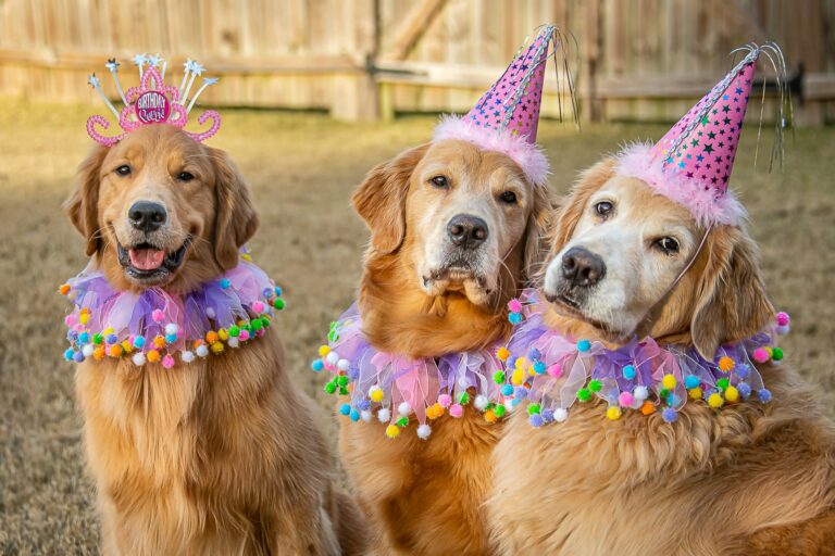 Dog Birthday Parties Are a Big Deal — Here’s How to Throw One