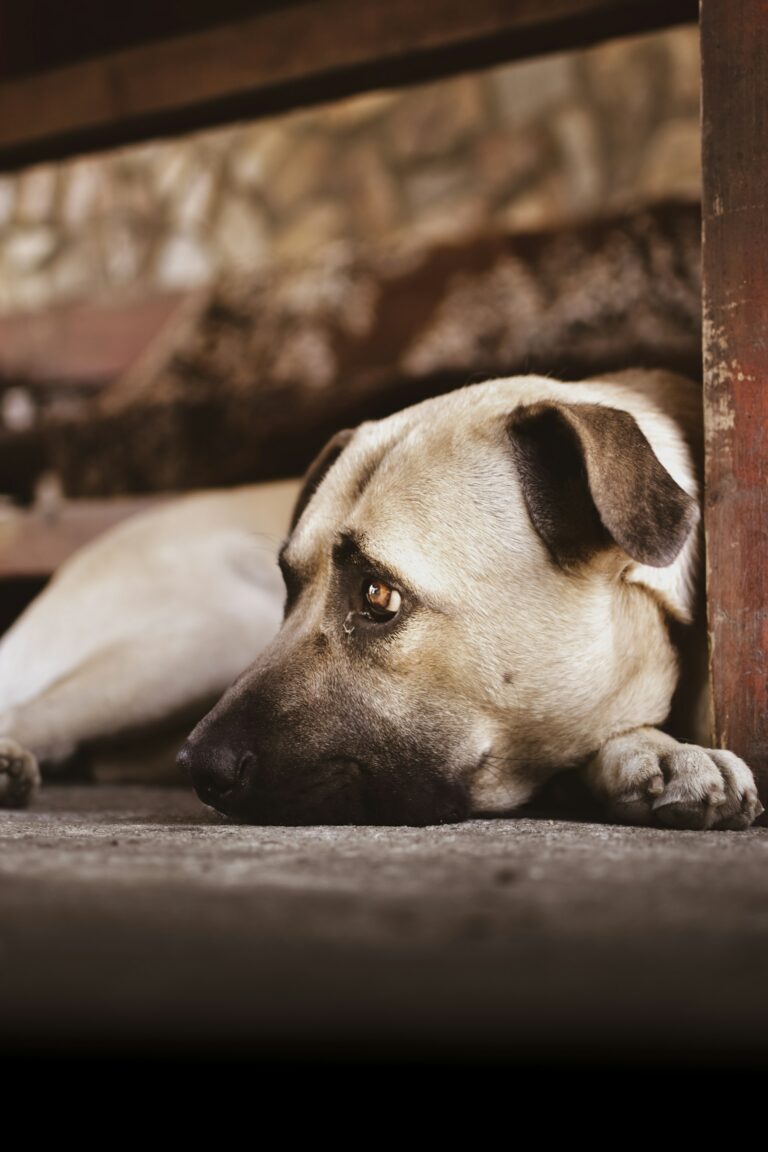 The Truth About Shelter Dogs (From U.S. Shelter Workers)