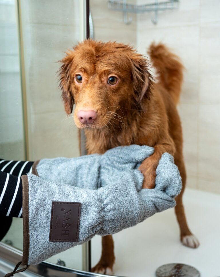 Grooming Tips for Dogs with Special Needs
