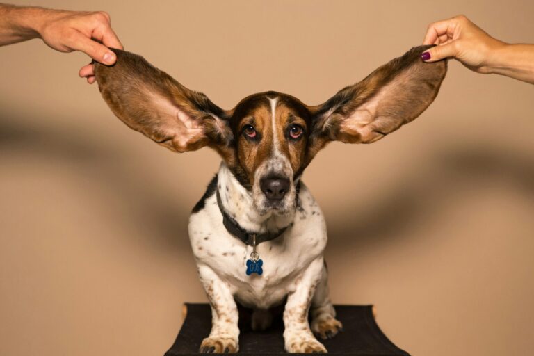 How to Safely Clean Your Dog’s Ears at Home