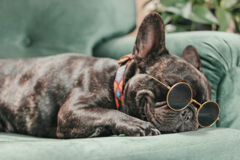 The Coolest Dog Gadgets Every Owner Wants This Year