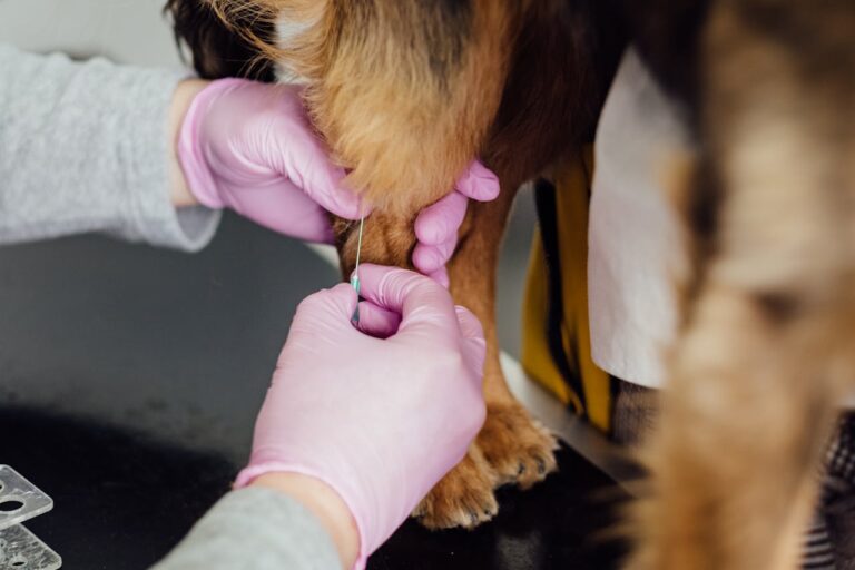Puppy Vaccination Timeline Every Owner Should Know