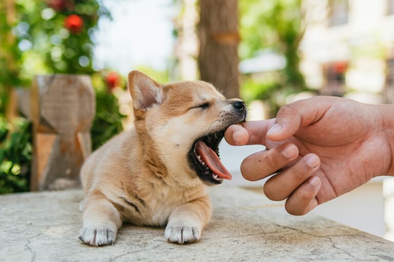 10 Signs Your Puppy Is Teething (and How to Help)
