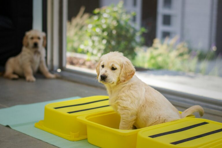 How to Potty Train a Puppy Fast — 2026 Edition