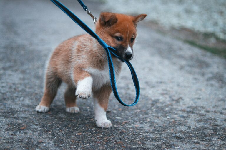 How to Train a Dog to Walk Off-Leash Safely